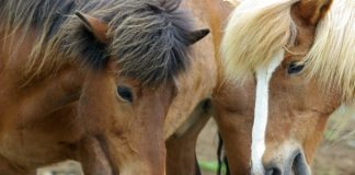 Reiten auf Island – Tipps & Infos für Ihren Reiturlaub Island Pferde