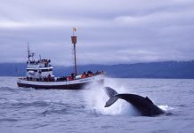 Whale-Watching auf Island – Delfine und Wale live beobachten Whale Watching - Walbeobachtung